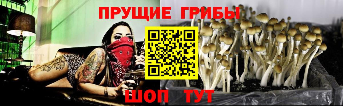 Псилоцибиновые грибы MAGIC MUSHROOMS  Псилоцибиновые грибы Psilocybe  Вятские Поляны  Вход с VPN 